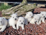 6 chiots West Highland White Terriers LOF &agrave; vendre