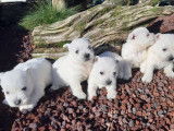 6 chiots West Highland White Terriers LOF &agrave; vendre