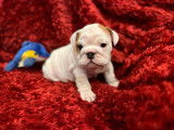 Chiots bulldog anglais lof &agrave; l'&eacute;levage Shamrock Cottage