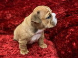 Chiots bulldog anglais lof &agrave; l'&eacute;levage Shamrock Cottage