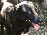 Chienne noire de 6 ans &agrave; adopter