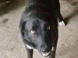 Chienne noire de 6 ans &agrave; adopter