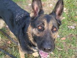Chienne Berger Allemand à adopter