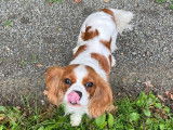 Recherche mâle Cavalier King Charles pour une saillie