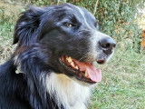 Border Collie de 2 ans disponible pour saillie