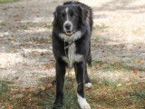 Border Collie de 2 ans disponible pour saillie