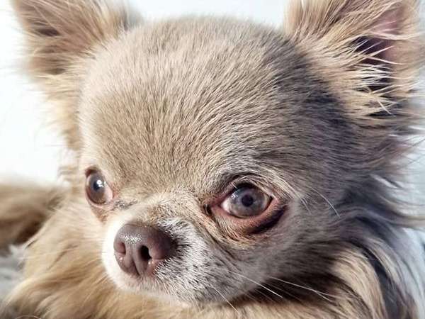 Chien Chihuahua LOF disponible pour saillie