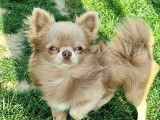 Chien Chihuahua LOF disponible pour saillie