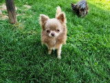 Chien Chihuahua LOF disponible pour saillie