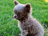 Chien Chihuahua LOF disponible pour saillie
