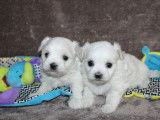 2 chiots Bichons Maltais mâles non LOF disponibles à la réservation