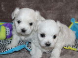 2 chiots Bichons Maltais mâles non LOF disponibles à la réservation