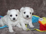 2 chiots Bichons Maltais mâles non LOF disponibles à la réservation