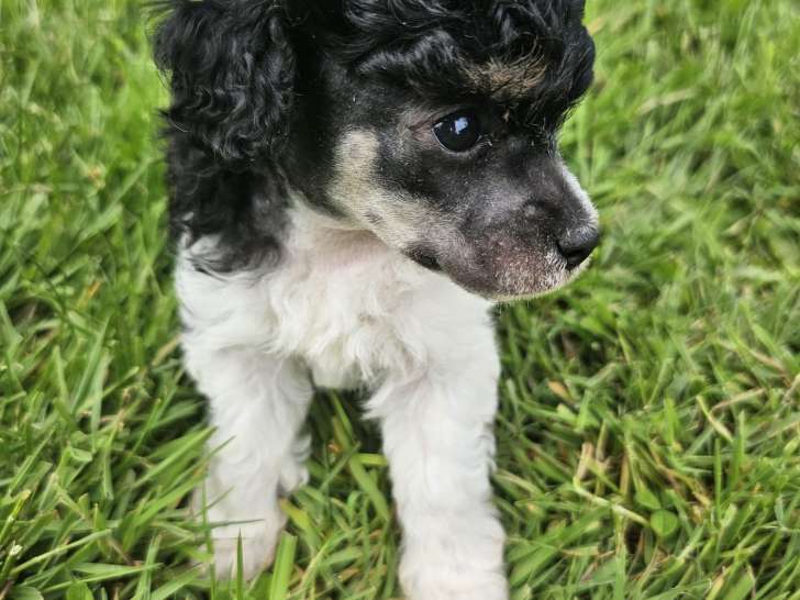 Chiots Caniche Toy Abricot Adulte 2,5k Disponible de suite