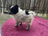 Spitz Allemands petits &agrave; vendre