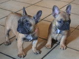 Chiots de race Bouledogue Français à vendre (3 femelles & 2 mâles)
