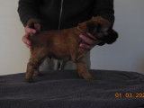 Male disponible