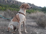 Chiot Pointer Anglais mâle à adopter
