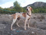 Chiot Pointer Anglais mâle à adopter