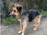 Chien Berger Allemand de 7 ans à donner