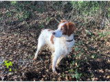 Chien Epagneul Breton marron et blanc de 9 ans à adopter