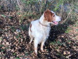 Chien Epagneul Breton marron et blanc de 9 ans à adopter