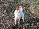 Chien Epagneul Breton marron et blanc de 9 ans à adopter
