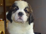 Chiots mâles Saint-Bernard à poil long disponibles