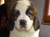 Chiots mâles Saint-Bernard à poil long disponibles