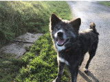 À donner chien Akita Inu gris de 4 ans