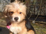 Chien mâle à donner