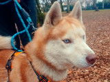 Chien Husky de Sibérie de 4 ans à céder
