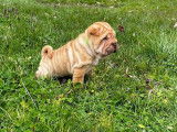 Chiot Shar-pe&iuml; ( 1 femelle)