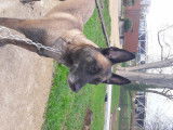 Femelle Berger Belge Malinois disponible pour saillie