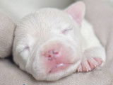 Chiot staffie blanc