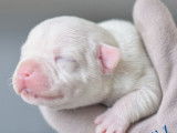 Chiot staffie blanc Auvergne Allier Killy'Rena