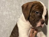 Chiots de race Bouledogue Américain à vendre (3 mâles)
