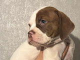 Chiots de race Bouledogue Américain à vendre (3 mâles)