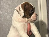 Chiots de race Bouledogue Américain à vendre (3 mâles)
