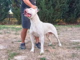 Vente d’un chien Dogue Argentin de 3 ans LOF
