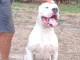 Vente d’un chien Dogue Argentin de 3 ans LOF