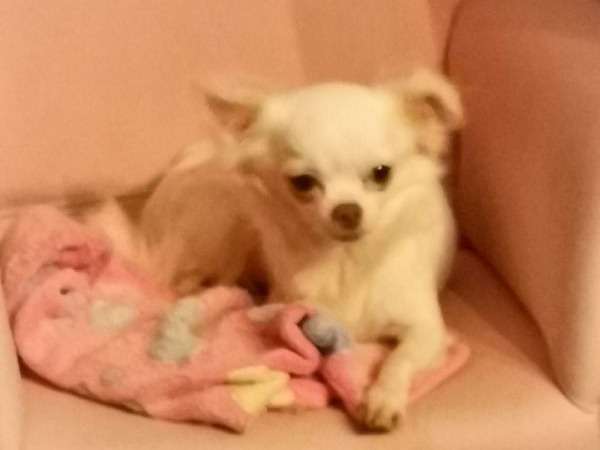 Chienne Chihuahua adulte disponible