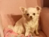 Chienne Chihuahua adulte disponible
