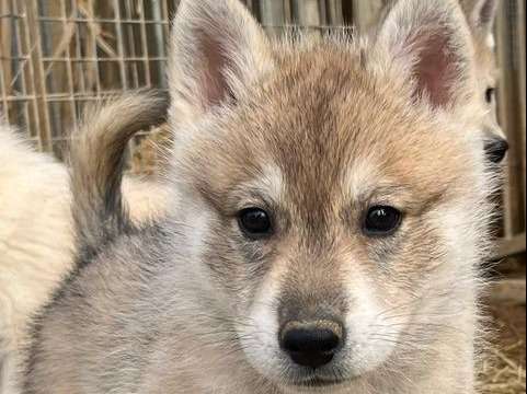 6 chiots Huskies Sibériens disponibles