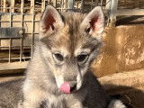 6 chiots Huskies Sib&eacute;riens disponibles