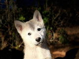 6 chiots Huskies Sib&eacute;riens disponibles
