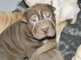 3 chiots Shar-Peïs disponibles