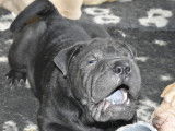 3 chiots Shar-Peïs disponibles