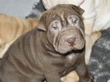 3 chiots Shar-Peïs disponibles