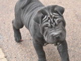 3 chiots Shar-Peïs disponibles